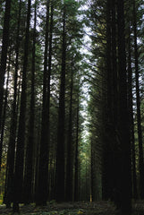 Sand + Paws Teakwood 12 oz scented candle