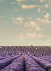 French Lavender Natural Home 20 oz Liquid Hand Soap