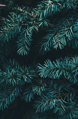 Evergreen & Eucalyptus 11.14 oz Liquid Hand Soap