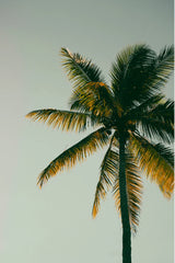 Coconut & Palm 34 oz scented candle