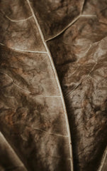 Honey Tobacco 23 oz scented candle