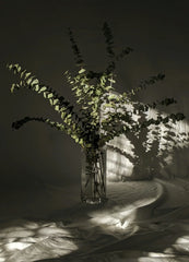 Eucalyptus Bergamont 12 oz scented candle