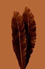 Amber & Patchouli Whiskey and Leather 15.7 oz Liquid Hand Soap