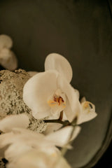 Fleur de Vanille 50 ml Perfume Oil Rollerball