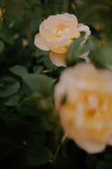 Rose of Nowhere 50ml Perfume Oil Rollerball