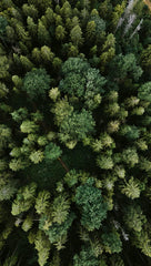 The Woods 12 oz scented candle