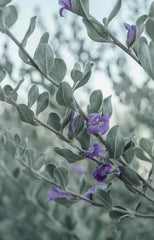 Eucalyptus & Lavender Whiskey and Leather 11 oz scented candle