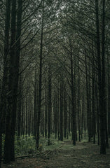 Teakwood 12 oz scented candle