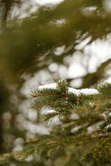 Pine & Sage 110 ml Reed Diffuser